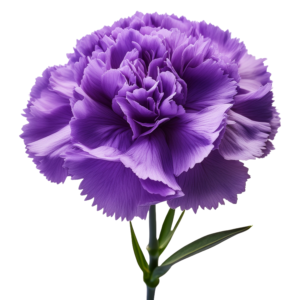 Carnation Purple