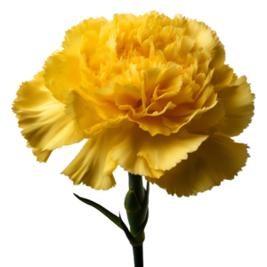 Carnation Yellow
