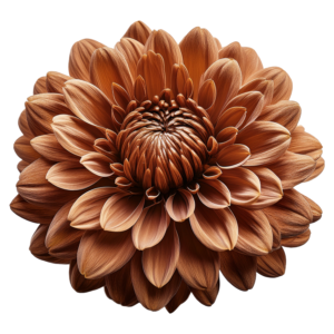 Cryzanthemum Bronze