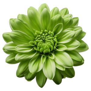 Cryzanthemum Green