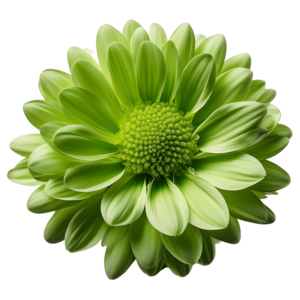 Cryzanthemum Novelty Green