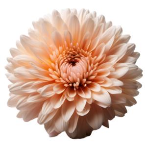 Cryzanthemum Peach & Cream