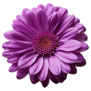 Cryzanthemum Purple