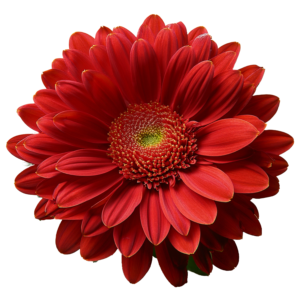 Cryzanthemum Red