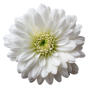 Cryzanthemum White