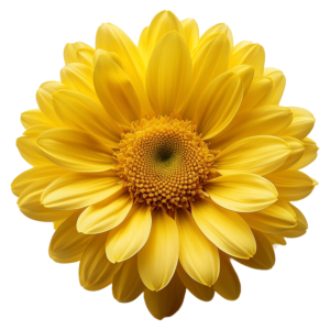 Cryzanthemum Yellow