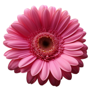 Gerbera Dark Pink