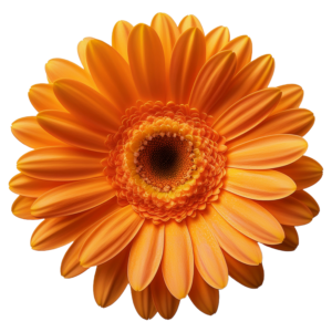 Gerbera Orange