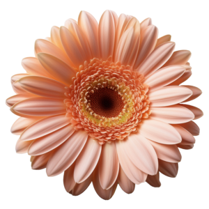 Gerbera Peach