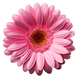 Gerbera Pink