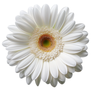 Gerbera White