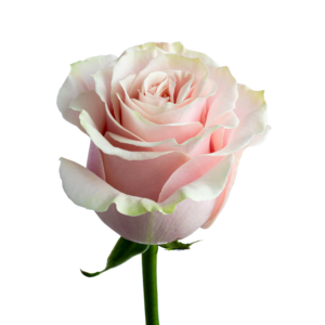 Pink Mondial