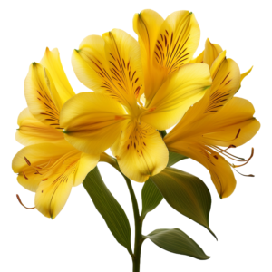 Alstroemeria Yellow