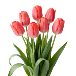 Light Red Tulip