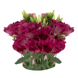 Magenta