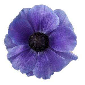 Mistral Blue