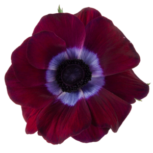 Mistral Burgundy