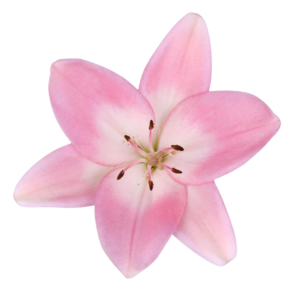 Pink Lily