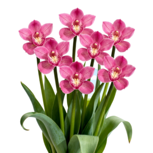 Pink Super Candy