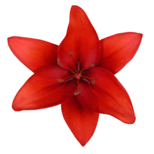 Red Lily